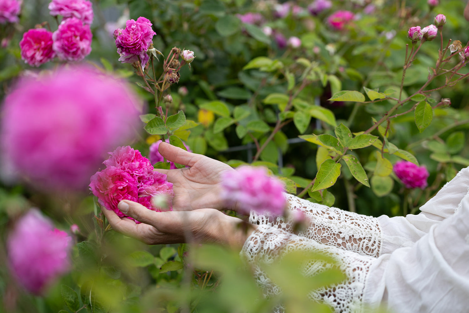 Biophilia Botanicals
