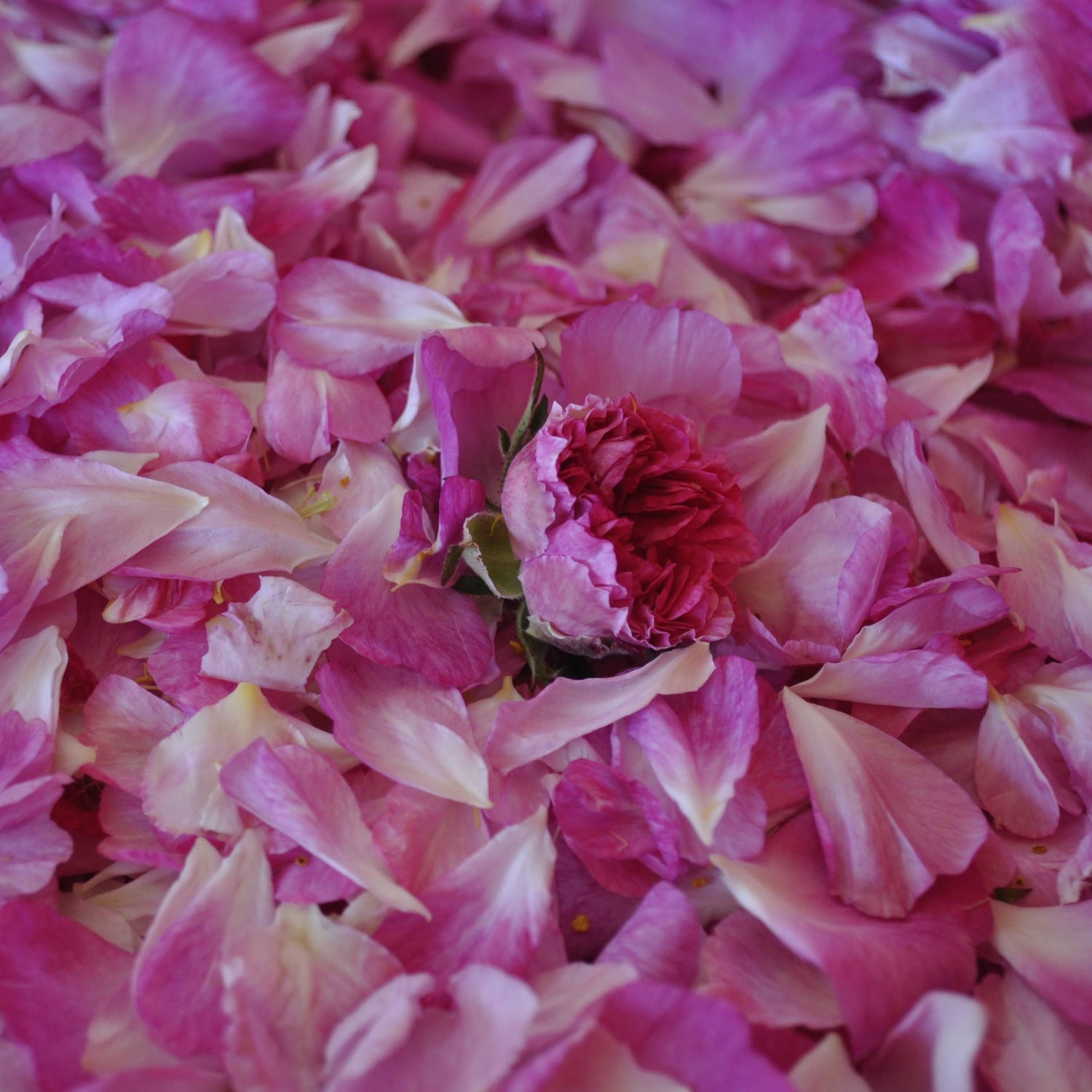 Biophilia Botanicals