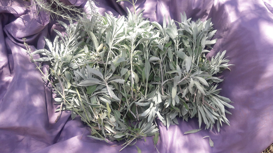 Harvesting white sage sustainably