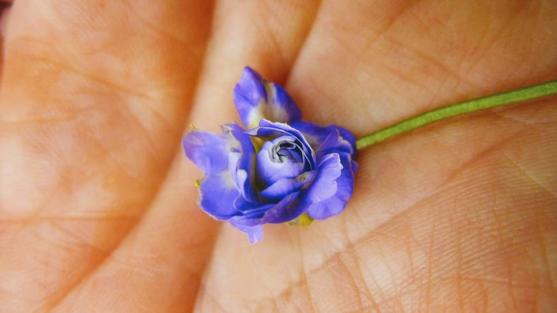 A peak in the winter garden: Violets
