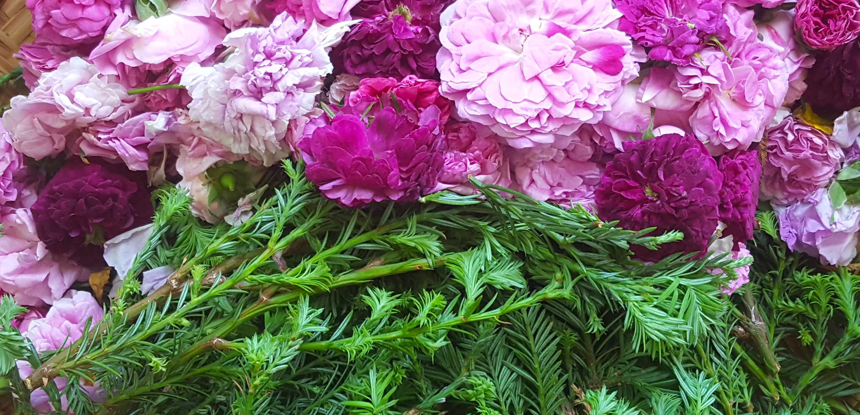 Reclaiming the powers of essential oils for medicine and emotional healing