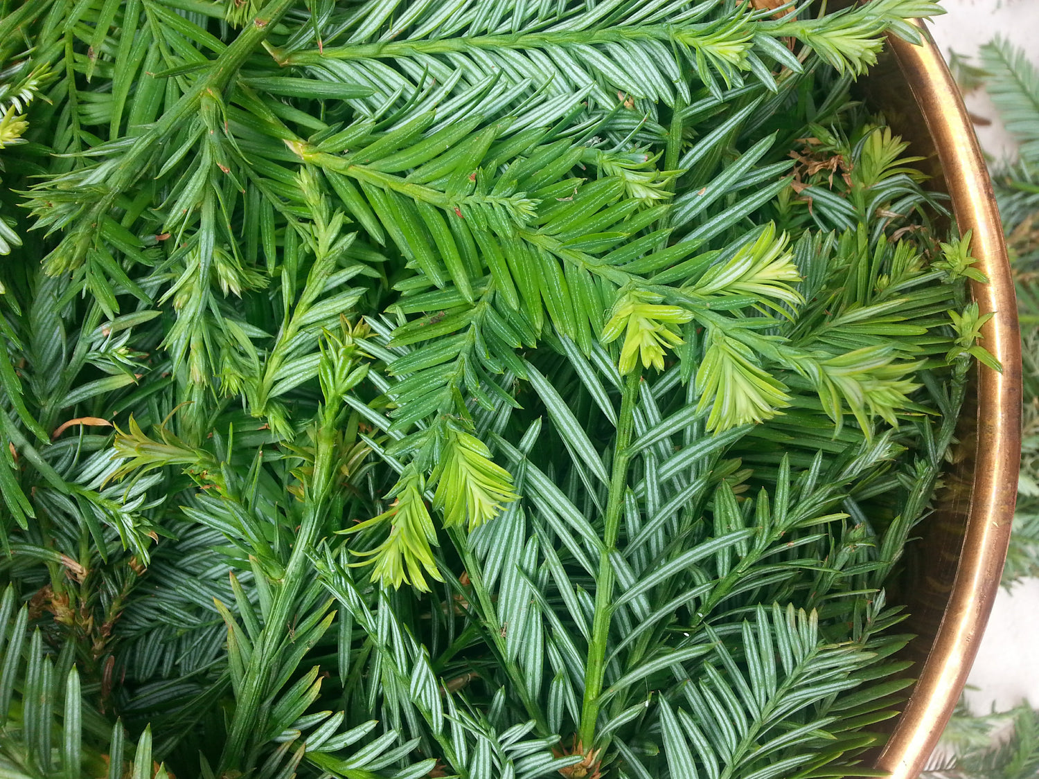 Biophilia Botanicals